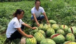 蔚县吃瓜事件最新爆料,最新爆料揭示惊人内幕